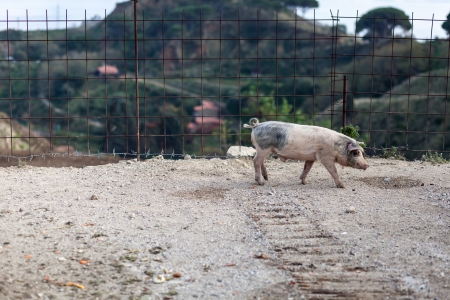 Pigの写真素材