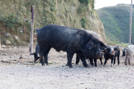 Pigsの写真素材