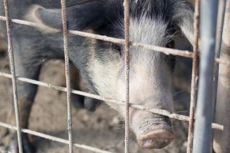 Pig in cageの写真素材