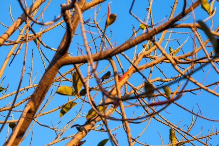 black nale turdus merula on a treeの写真素材