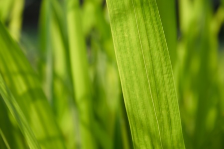 the picture represents the detail of a leaf. the different shades of green, that the image suggests, give a sense of fresh, clean and well-being. の写真素材