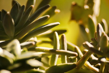 succulentの写真素材