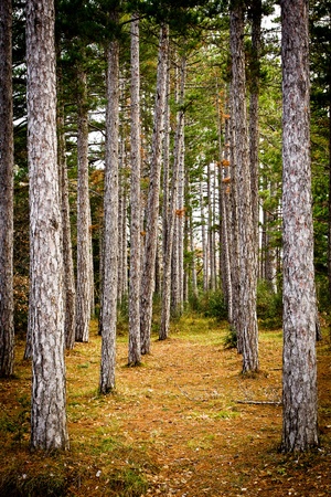 Forest of aligned pines in winter, Tuscany (Italy).の写真素材