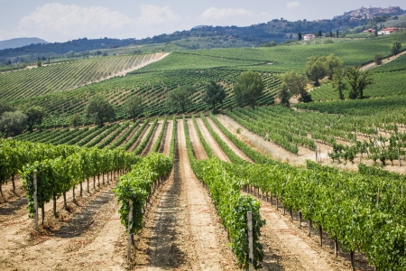 Vineyard in the area of production of Vino Nobile, Montepulciano, Tuscany, Italyの写真素材