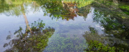 Reflections of the trees and underwater vegetation in the pure river water.の写真素材