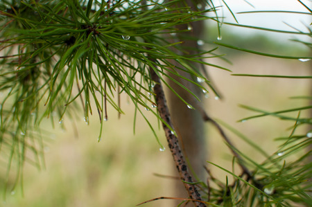 needles
