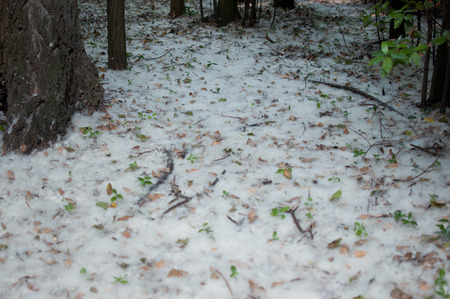 poplar forestの写真素材