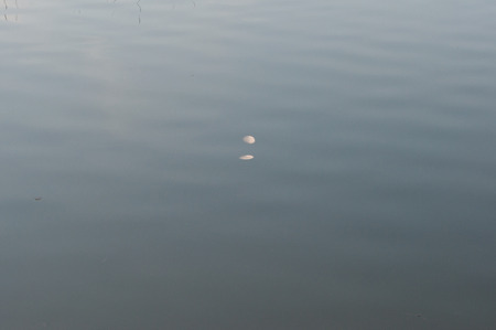 two moonsの写真素材