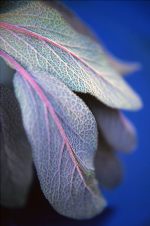 sage leavesの写真素材