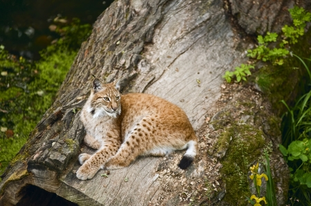 Young and powerful lynx in its territory