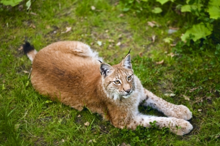 Young and beautiful lynx in its territory, sweden, skansen, stockholmの写真素材