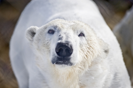 Polar bear in its territoryの写真素材
