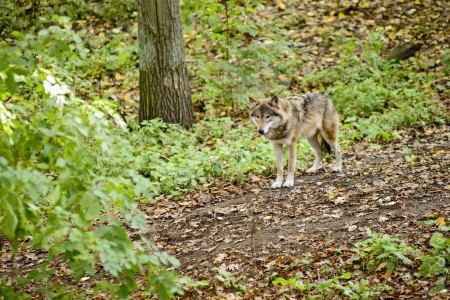Wolf in its territory