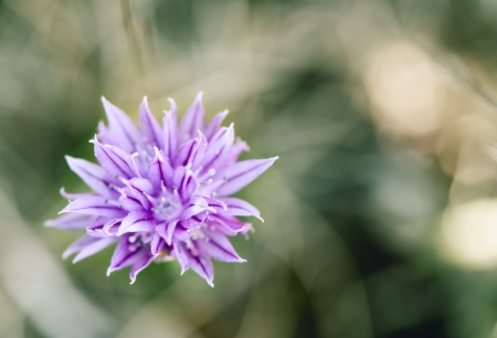 Flower in gardenの写真素材