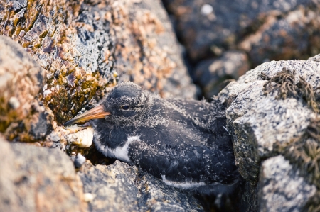 Little pet of a sea birdの写真素材