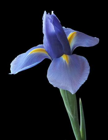 Iris Bud