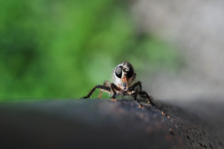 brown insect photographed in gallarateの写真素材