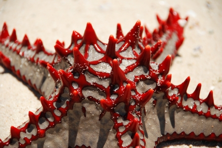 pictures of zanzibar tanzania Africaの写真素材