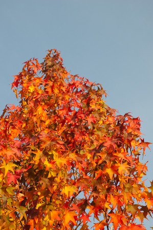 the beautiful colored leaves of autumn seasonの写真素材