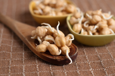 fresh chickpea sprouts ready to be cockedの写真素材