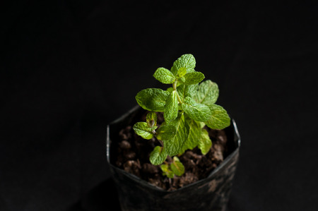 green mint plant against a black backgroundの写真素材