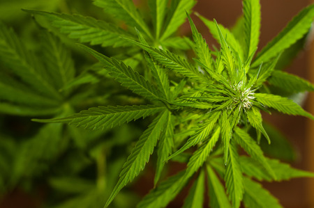a marijuana plant almost ready to harvest