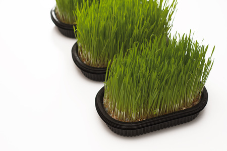 wheatgrass on a white boardの写真素材