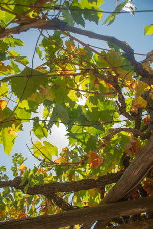 Vineyard in autumn with sun shining through the branches and leavesの写真素材