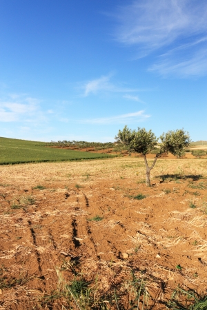 An olive tree alone, against the backdrop of a hill and the blue skyの写真素材