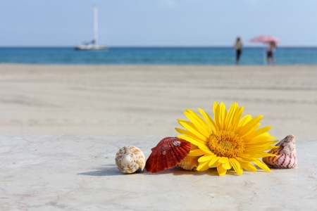 Daisy flower and shells on a background of sand and seaの写真素材
