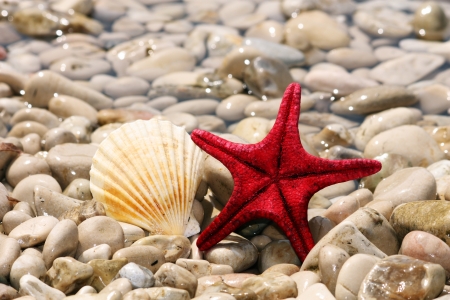 Starfish and shells on the beach on a background of stonesの写真素材