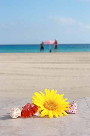 Frame of shells and daisies on the sand   2の写真素材