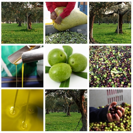 Processing of olives and olive oilの写真素材