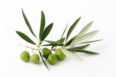 Olive green and twigs の写真素材