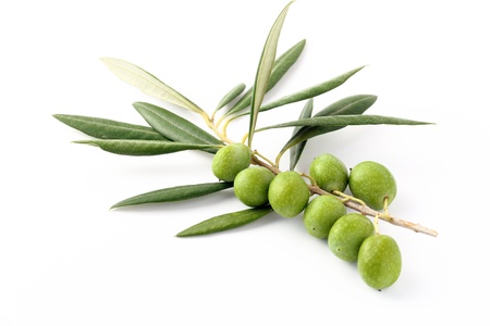 Olive green and twigs 2の写真素材