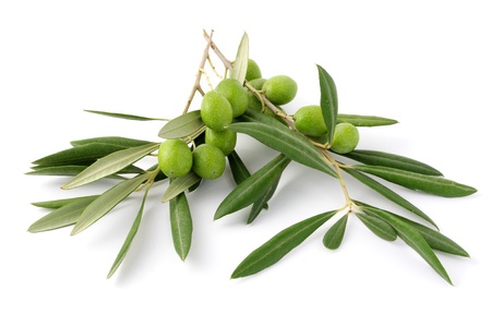 Olive green and twigs 3の写真素材