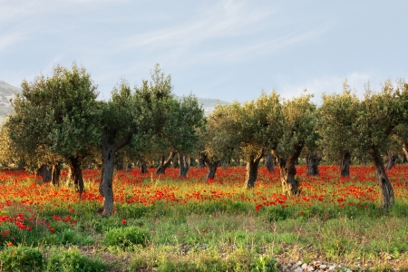Olive trees on a carpet of poppies 2の写真素材