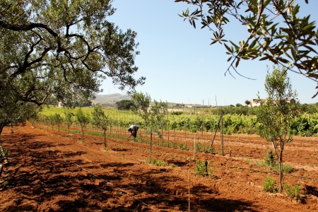Agricoltura e agricoltoreの写真素材