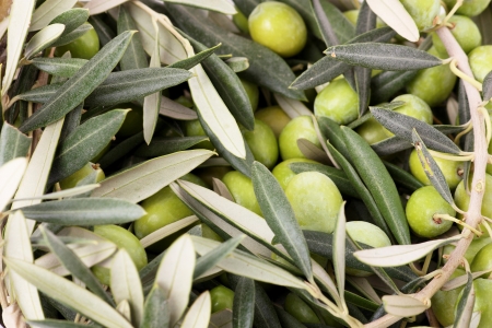 Leaves and branches green olivesの写真素材