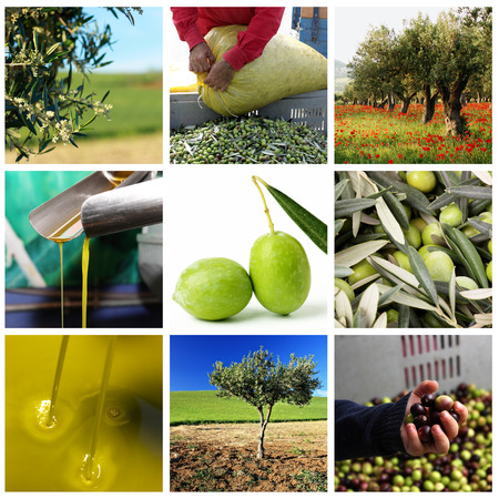 Processing of olives and olive oil 2の写真素材