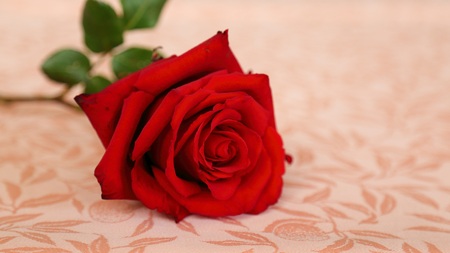 Red Roseの写真素材