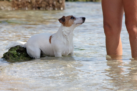 A dog takes a bath at the sea with his mistressの写真素材