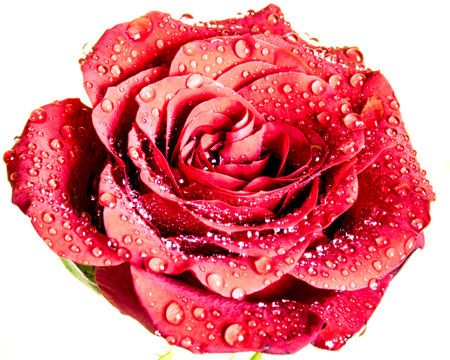 The Red Roseの写真素材