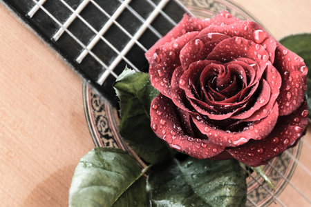 The rose and guitarの写真素材