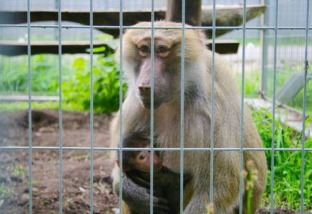 Mother of baboon hugging and feeding her son in a cage, Grutas Park, Druskininkai, Lithuaniaの写真素材