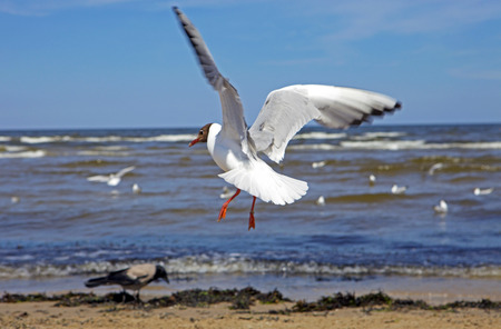 Beautiful black-headed seagull in flight with spread wings landing on the beach and searching for foodの写真素材