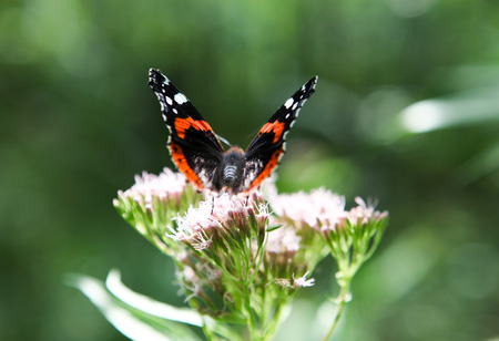 Beautiful black, orange and white vanessa atalanta, the red admiral or previously, the red admirable butterfly feeding on purple pink flower. Soft focus backgroundの写真素材