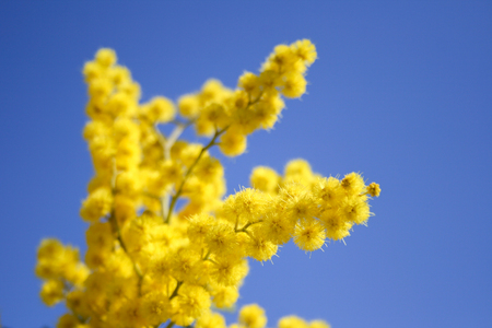 Mimosa branch in bloom, beautiful spring flower with blue sky on background, International Women's Dayの写真素材