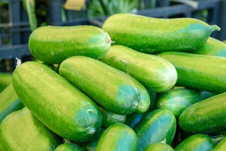 Fresh cucumbers in a farmer agricultural open air market, seasonal healthy food. Concept of biological, bio products, bio ecology, grown by yourself, vegetariansの写真素材