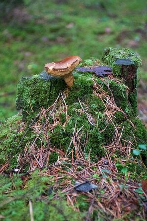 Beautiful closeup brown mushroom bearded milkcup growing on an old trunk with green moss. Mushroom...
